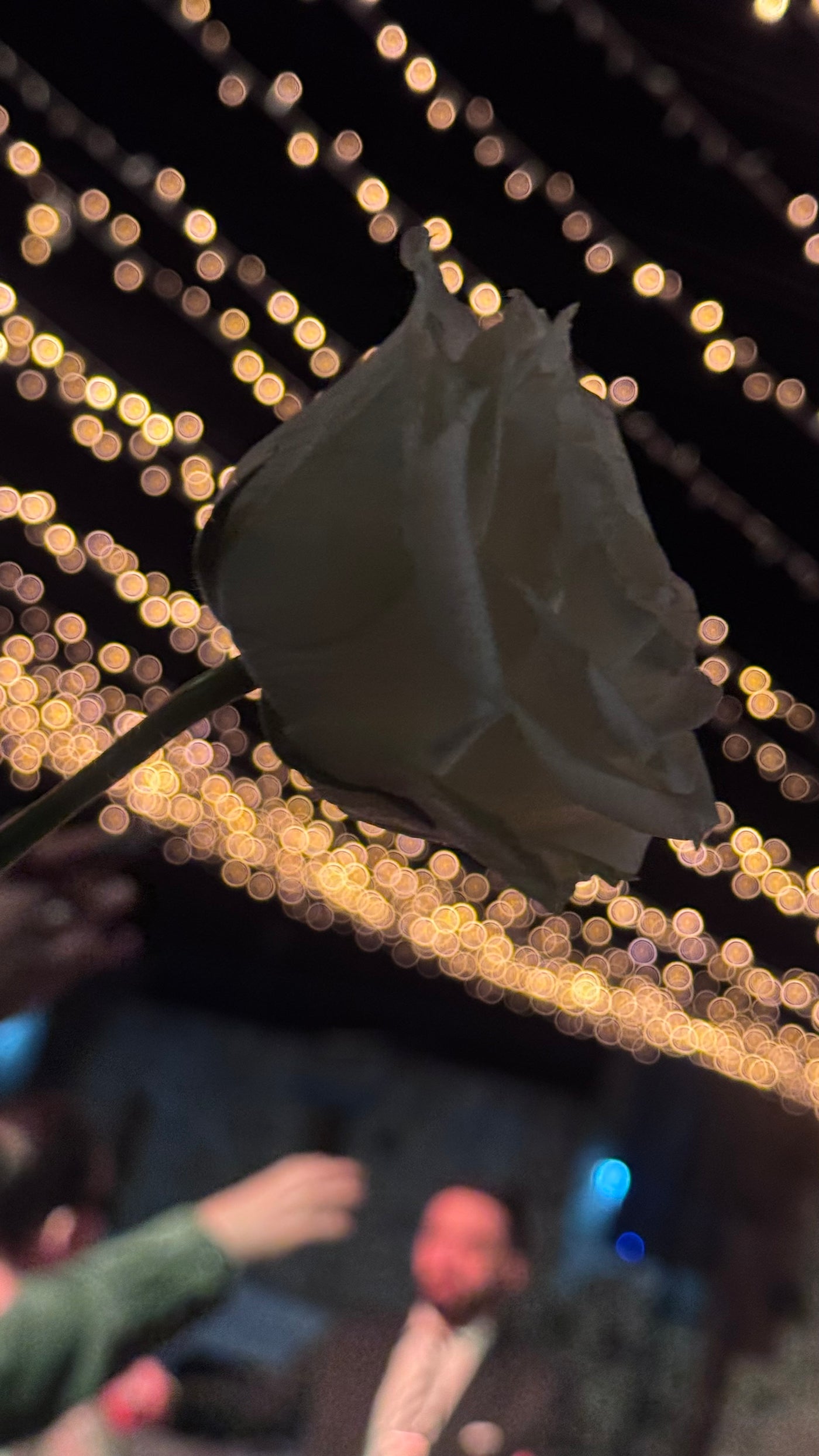 A single white rose with a green stem in sharp focus, set against a dark background filled with warm, out-of-focus string lights and blurred people.